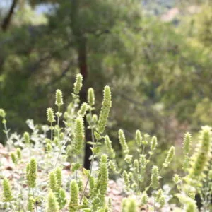 Ada Çayı Tarlamızdan Görüntü Ada Çayı Tarlamızdan Görüntü