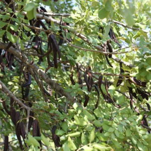 Keçiboynuzu Ağaçlarımız Olgunlaşma Aşamasında Keçiboynuzu Ağaçlarımız Olgunlaşma Aşamasında