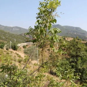 Şehirden Uzak Bağlarımız Şehirden Uzak Bağlarımız