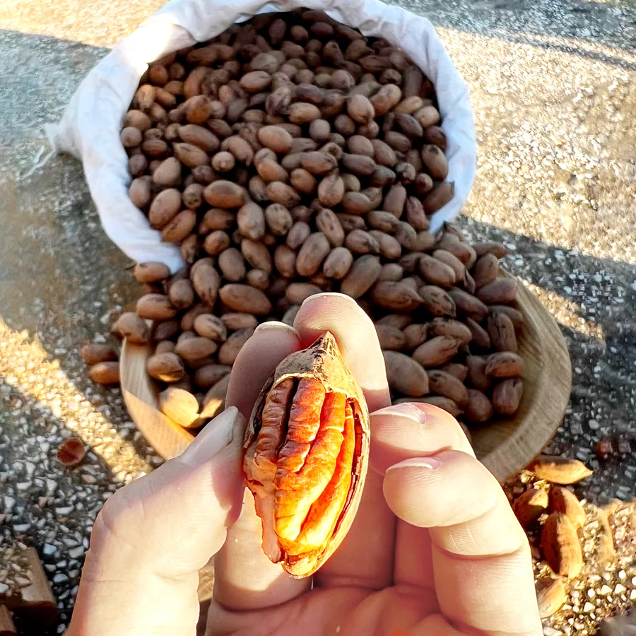 Pikan Cevizi (Kabuklu) 500gr